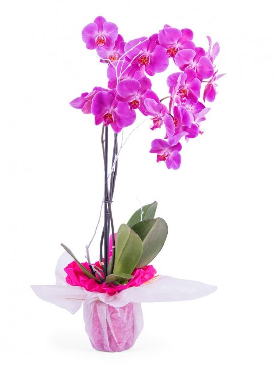 Orquidea Phalaenopsis Malva
