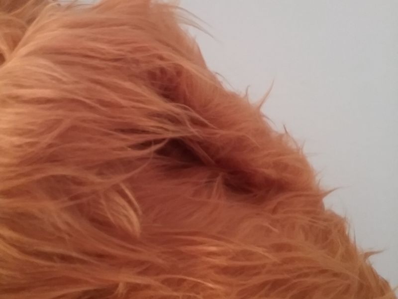 Dacha pelo largo CAMEL